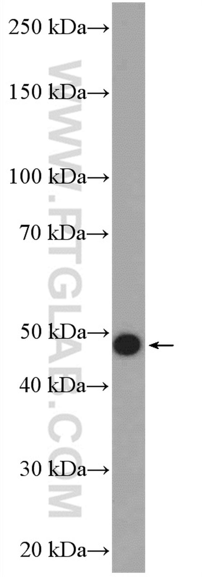 Cytokeratin 15 Antibody in Western Blot (WB)