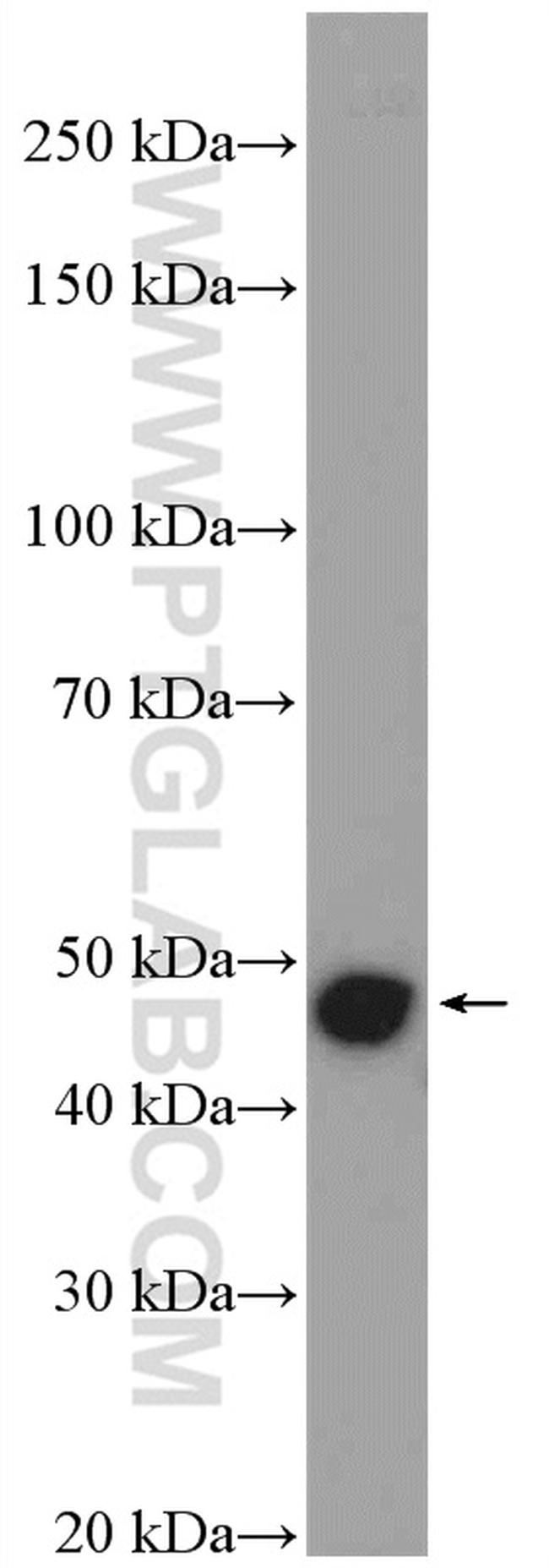 Cytokeratin 15 Antibody in Western Blot (WB)