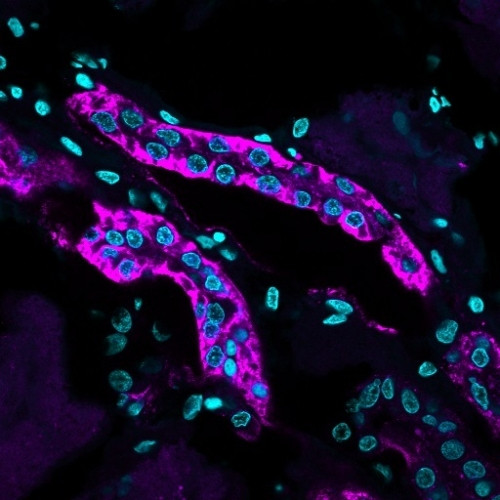 Ksp-Cadherin (Kidney-Specific Cadherin)/CDH16 Antibody in Immunohistochemistry (Paraffin) (IHC (P))