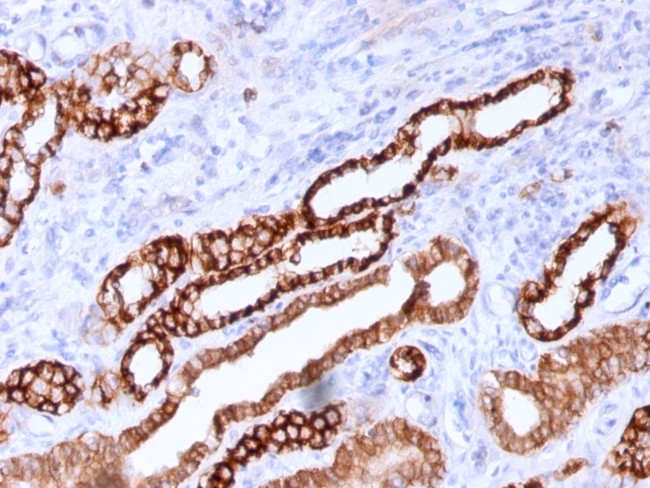 Ksp-Cadherin (Kidney-Specific Cadherin)/CDH16 Antibody in Immunohistochemistry (Paraffin) (IHC (P))