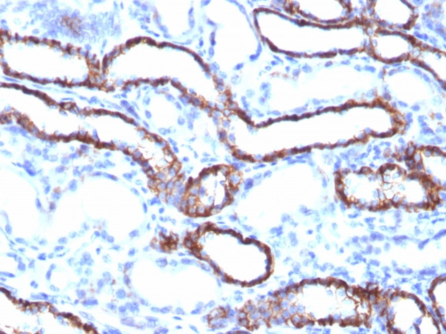 Ksp-Cadherin (Kidney-Specific Cadherin)/CDH16 Antibody in Immunohistochemistry (Paraffin) (IHC (P))