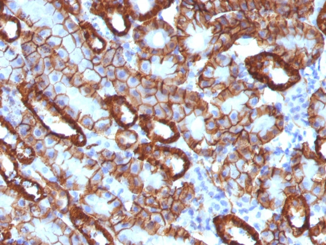 Ksp-Cadherin (Kidney-Specific Cadherin)/CDH16 Antibody in Immunohistochemistry (Paraffin) (IHC (P))