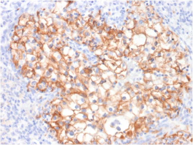 Ksp-Cadherin/CDH16 Antibody in Immunohistochemistry (Paraffin) (IHC (P))