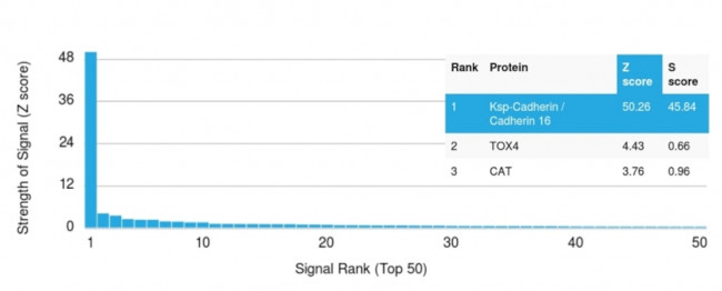 Ksp-Cadherin/CDH16 Antibody in Peptide array (ARRAY)