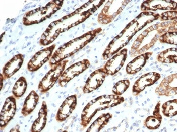 Ksp-Cadherin (Kidney-Specific Cadherin)/CDH16 Antibody in Immunohistochemistry (Paraffin) (IHC (P))