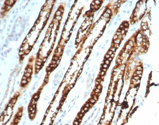 Ksp-Cadherin (Kidney-Specific Cadherin)/CDH16 Antibody in Immunohistochemistry (Paraffin) (IHC (P))