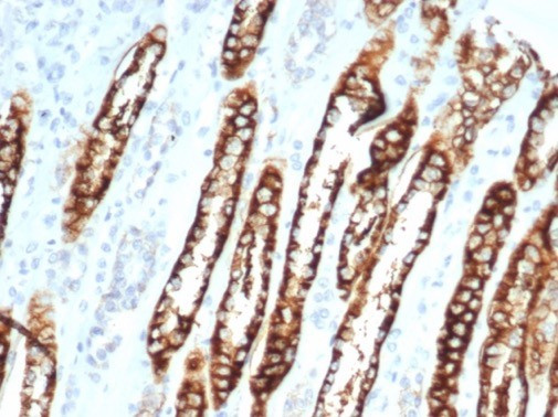 Ksp-Cadherin (Kidney-Specific Cadherin)/CDH16 Antibody in Immunohistochemistry (Paraffin) (IHC (P))