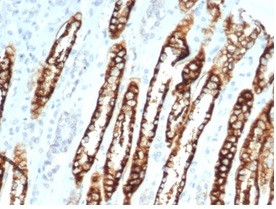 Ksp-Cadherin (Kidney-Specific Cadherin)/CDH16 Antibody in Immunohistochemistry (Paraffin) (IHC (P))