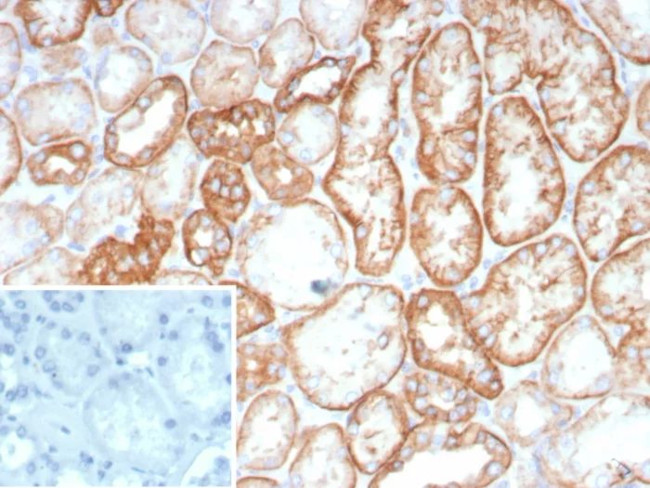 Ksp-Cadherin (Kidney-Specific Cadherin)/CDH16 Antibody in Immunohistochemistry (Paraffin) (IHC (P))