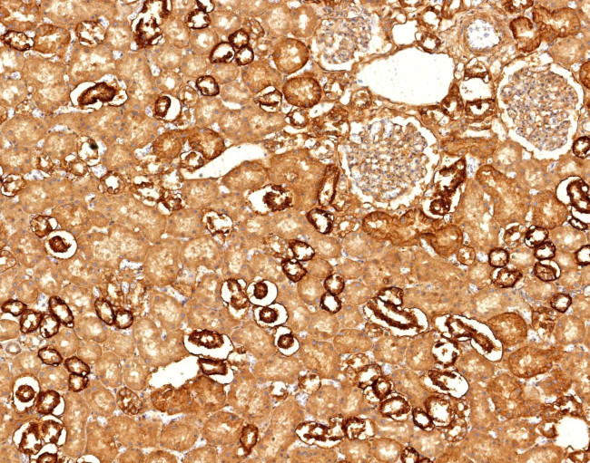 Ksp-Cadherin (Kidney-Specific Cadherin)/CDH16 Antibody in Immunohistochemistry (Paraffin) (IHC (P))