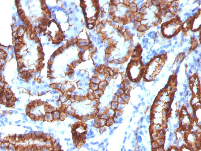 Ksp-Cadherin (Kidney-Specific Cadherin)/CDH16 Antibody in Immunohistochemistry (Paraffin) (IHC (P))