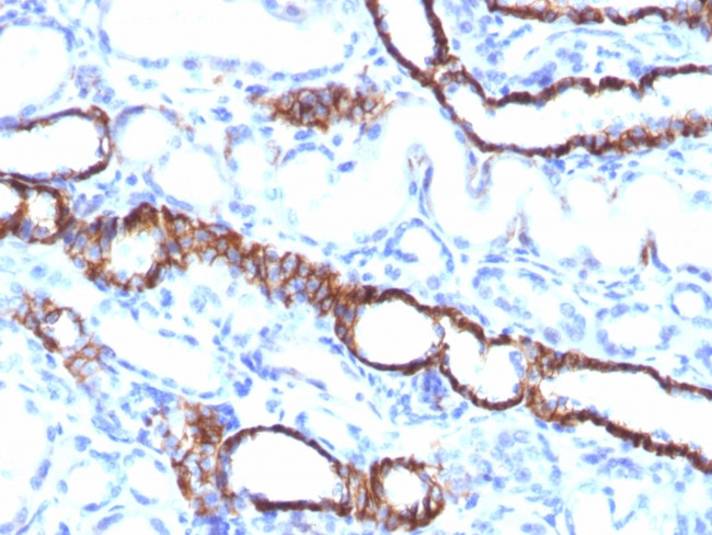 Ksp-Cadherin (Kidney-Specific Cadherin)/CDH16 Antibody in Immunohistochemistry (Paraffin) (IHC (P))