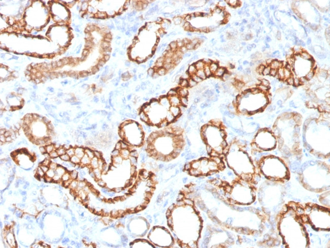 Ksp-Cadherin (Kidney-Specific Cadherin)/CDH16 Antibody in Immunohistochemistry (Paraffin) (IHC (P))