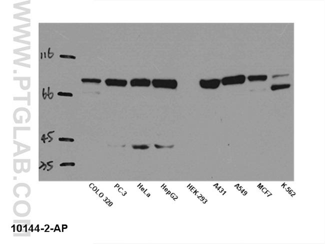 STAT1 Antibody in Western Blot (WB)