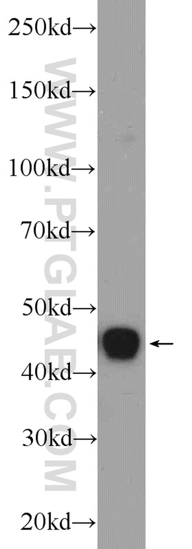 PREB Antibody in Western Blot (WB)