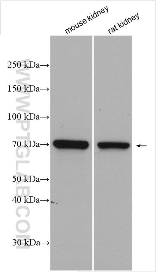 tPA Antibody in Western Blot (WB)