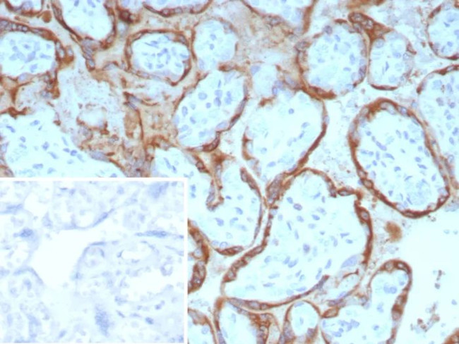 EBI3/Epstein-Barr virus induced 3 Antibody in Immunohistochemistry (Paraffin) (IHC (P))