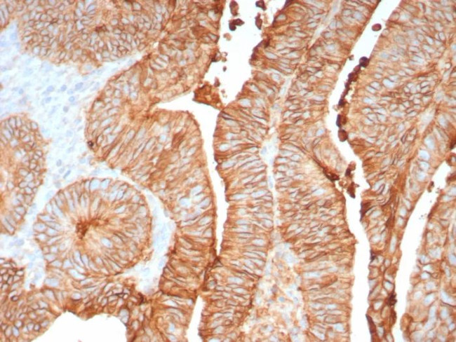 Cadherin 17/LI Cadherin (Liver-Intestine Marker) Antibody in Immunohistochemistry (Paraffin) (IHC (P))