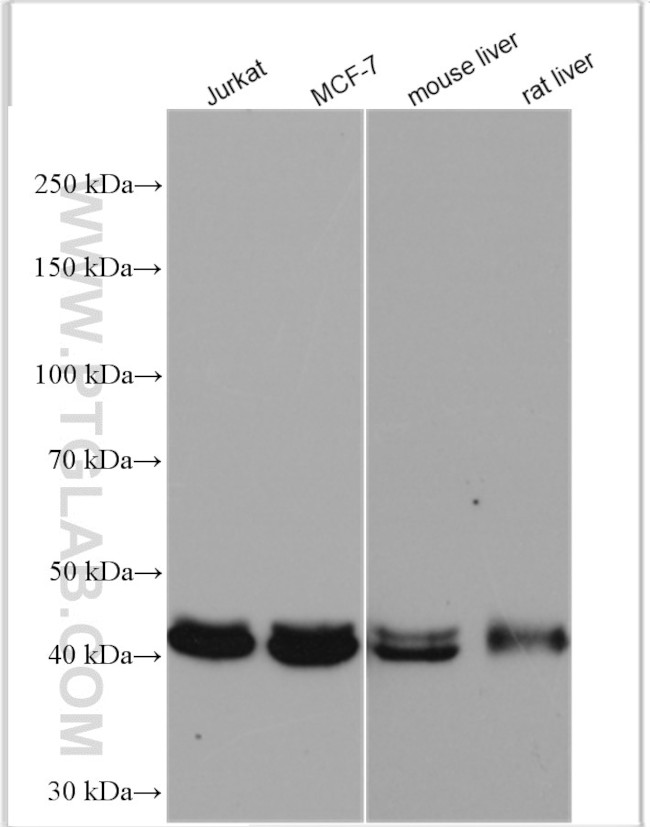 GNAS Antibody in Western Blot (WB)