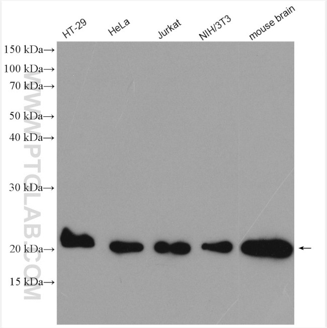 CDC42 Antibody in Western Blot (WB)