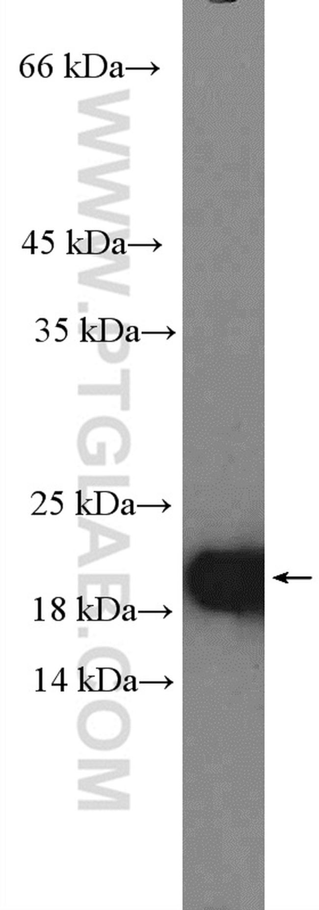 CDC42 Antibody in Western Blot (WB)