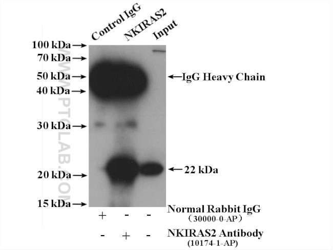 NKIRAS2 Antibody in Immunoprecipitation (IP)