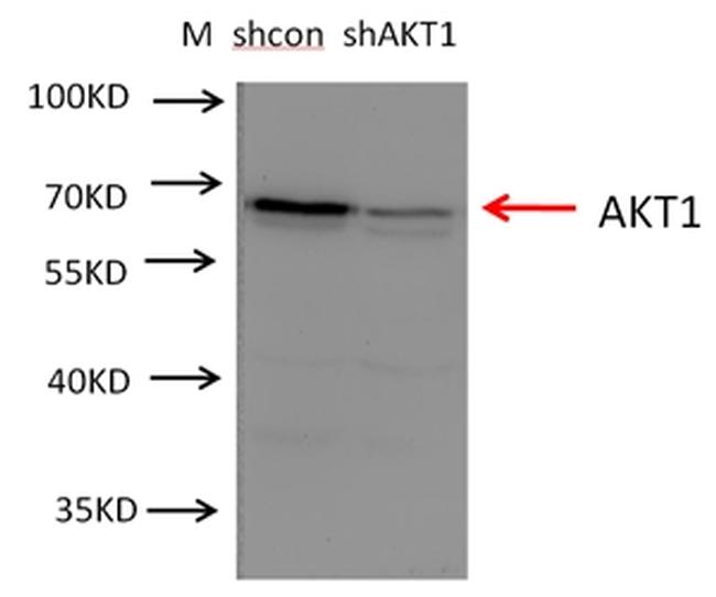 AKT Antibody in Western Blot (WB)