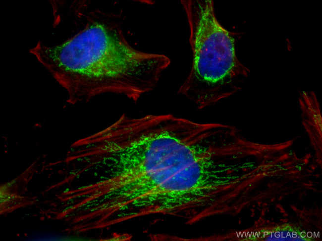 Mitofilin Antibody in Immunocytochemistry (ICC/IF)