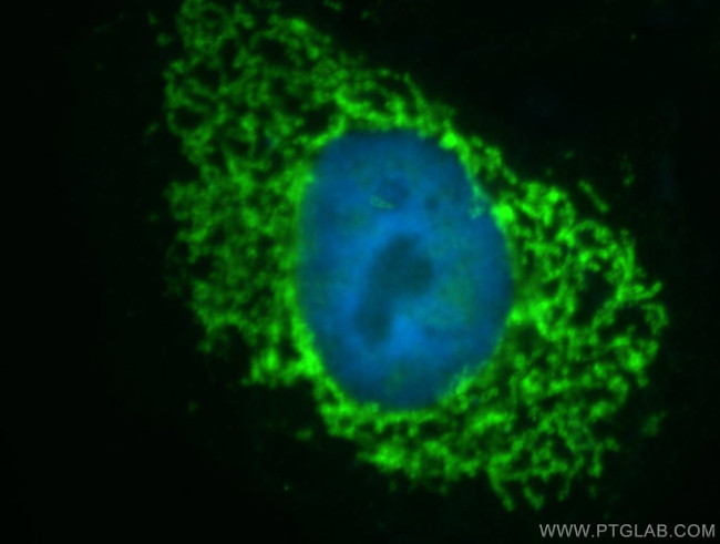 Mitofilin Antibody in Immunocytochemistry (ICC/IF)