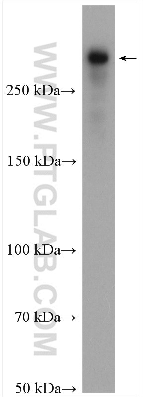 DIDO1 Antibody in Western Blot (WB)