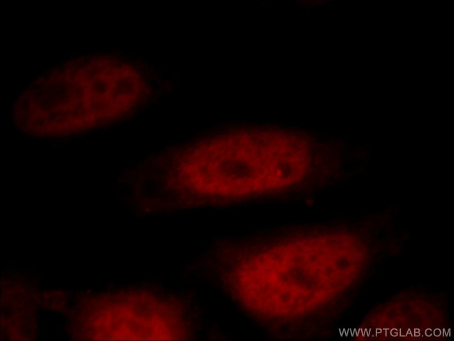 DIDO1 Antibody in Immunocytochemistry (ICC/IF)