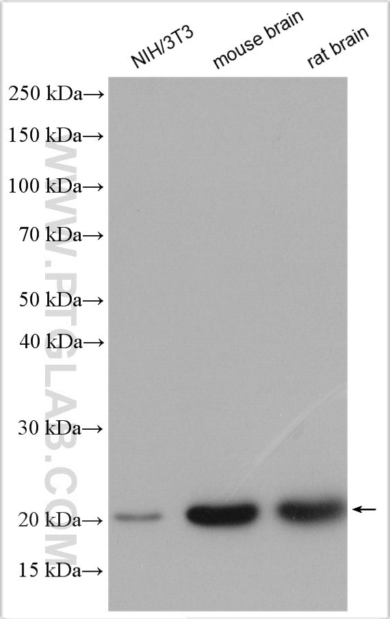 RAB6A Antibody in Western Blot (WB)