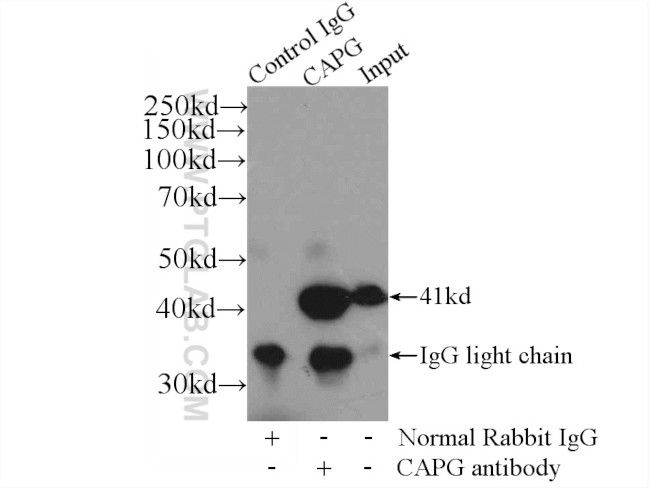 CAPG Antibody in Immunoprecipitation (IP)