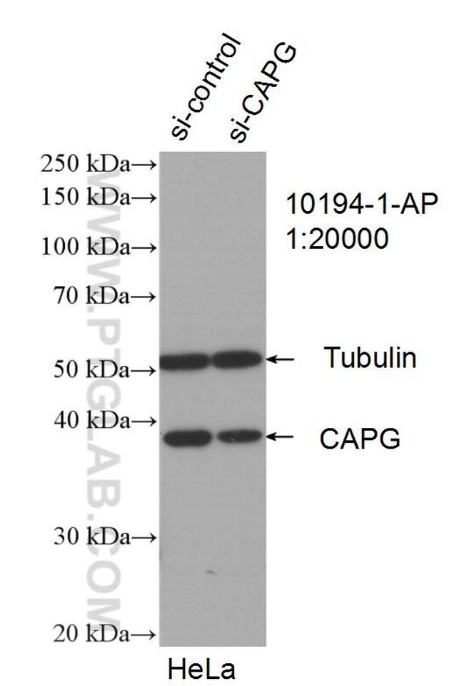 CAPG Antibody in Western Blot (WB)