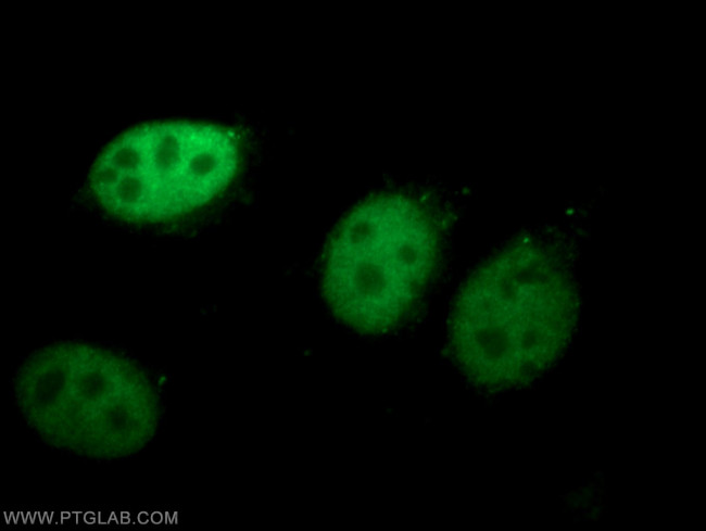 RUVBL2 Antibody in Immunocytochemistry (ICC/IF)