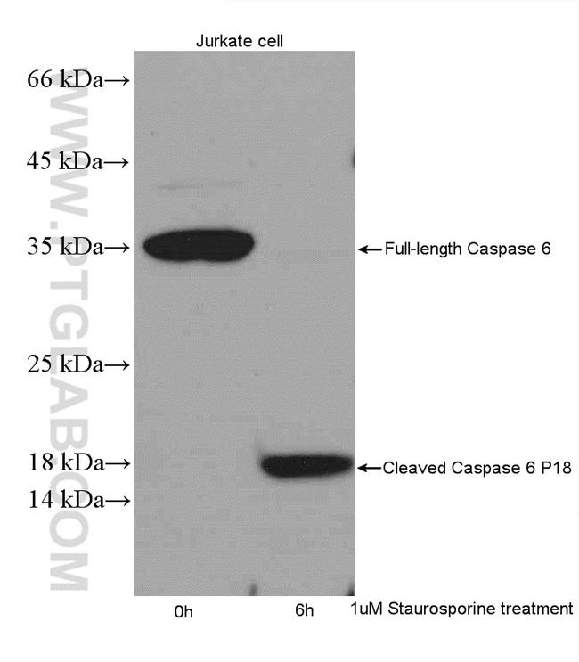 Caspase 6/p18/p11 Antibody in Western Blot (WB)