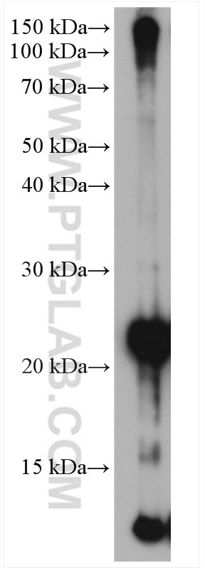 Ubiquitin Antibody in Western Blot (WB)