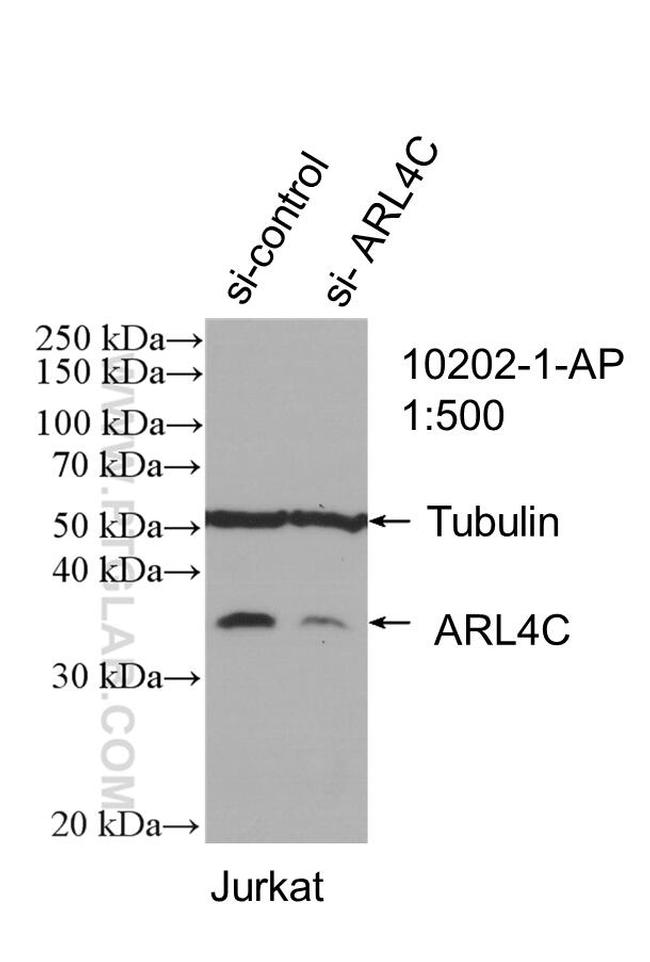 ARL4C Antibody in Western Blot (WB)