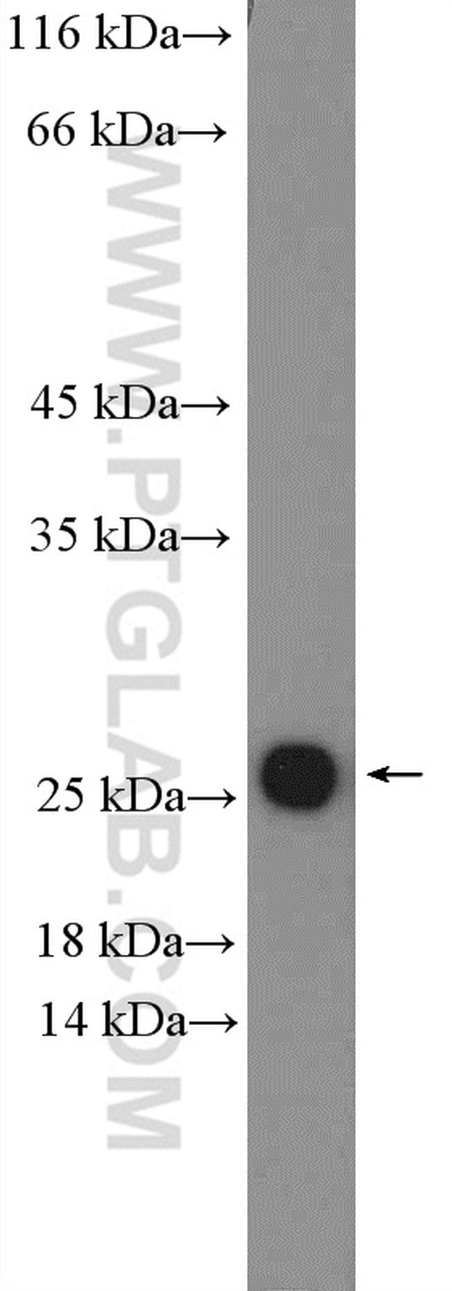 ARL4C Antibody in Western Blot (WB)