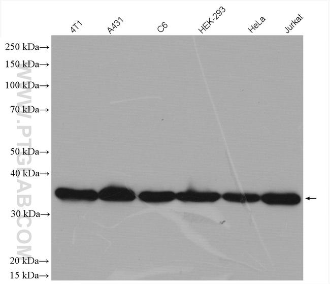 PCNA Antibody in Western Blot (WB)