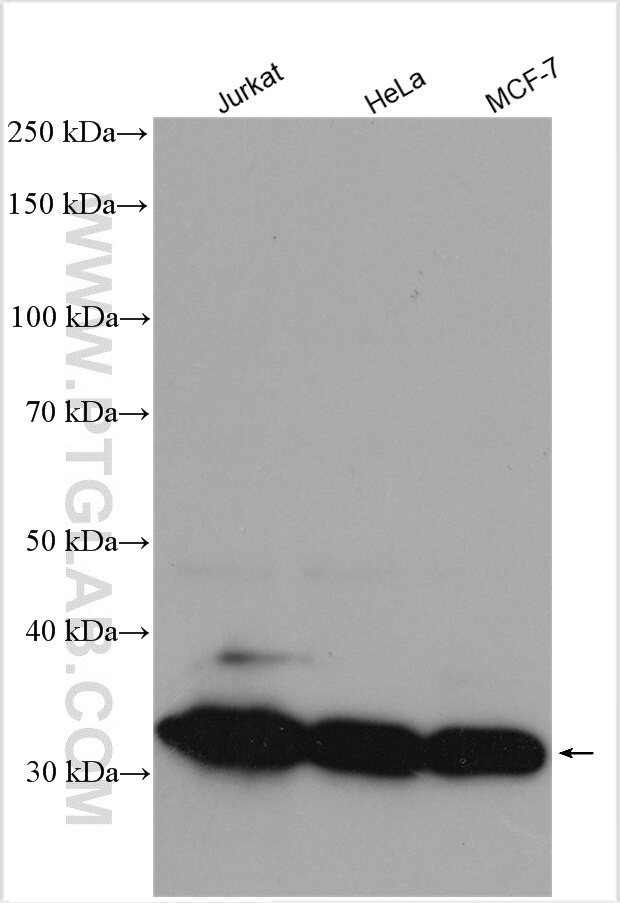 PCNA Antibody in Western Blot (WB)