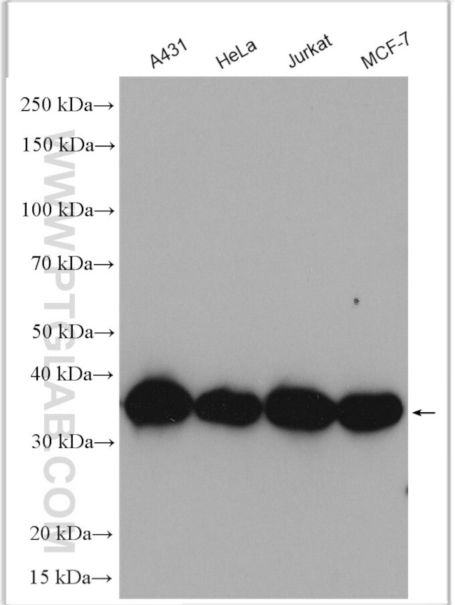 PCNA Antibody in Western Blot (WB)