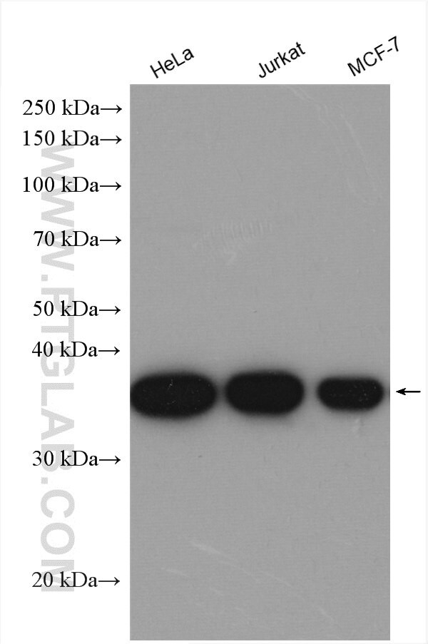 PCNA Antibody in Western Blot (WB)