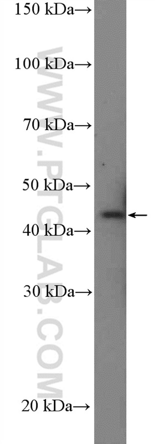 NCK2 Antibody in Western Blot (WB)