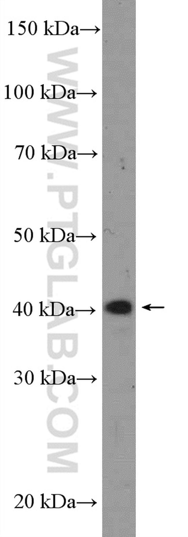 NCK2 Antibody in Western Blot (WB)