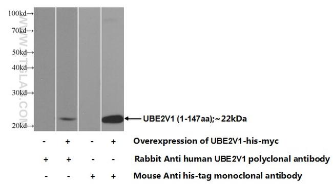 UBE2V1 Antibody in Western Blot (WB)