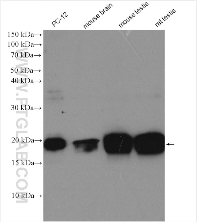 CIRBP Antibody in Western Blot (WB)