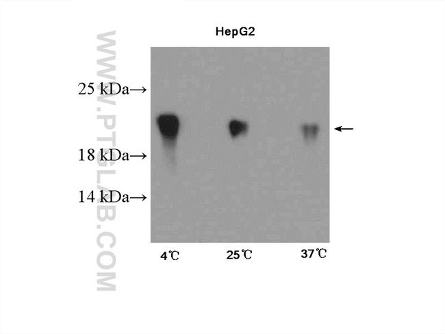 CIRBP Antibody in Western Blot (WB)