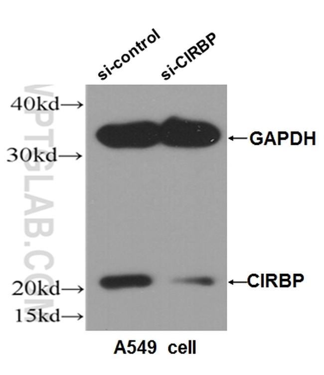 CIRBP Antibody in Western Blot (WB)