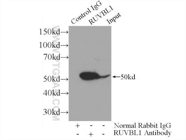 RUVBL1 Antibody in Immunoprecipitation (IP)